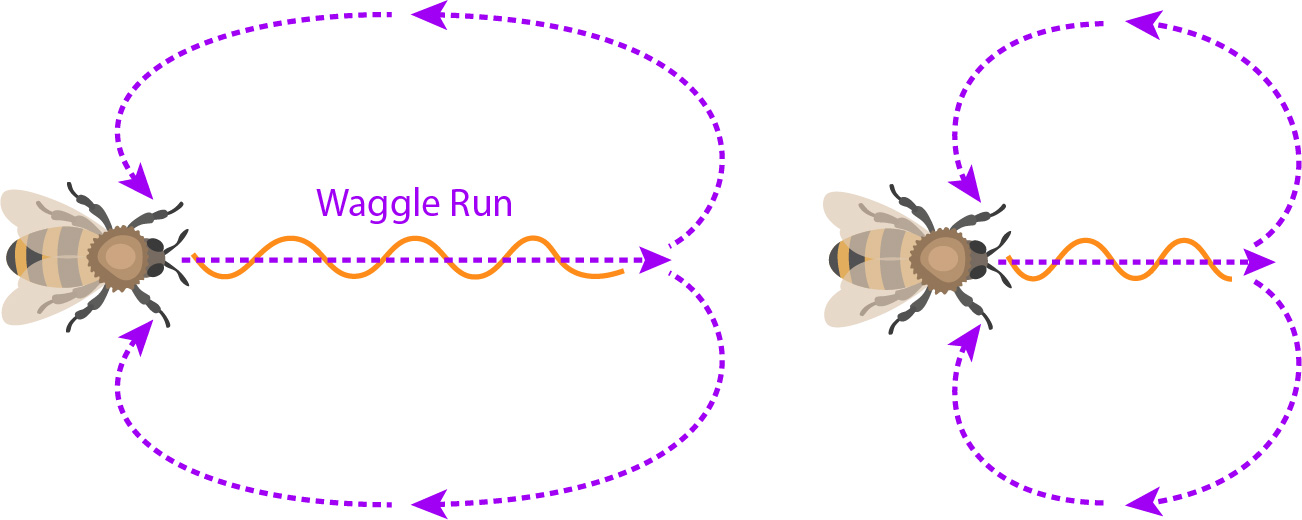 waggle dance distance