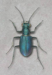 Cincindela Scutellaris Rugata