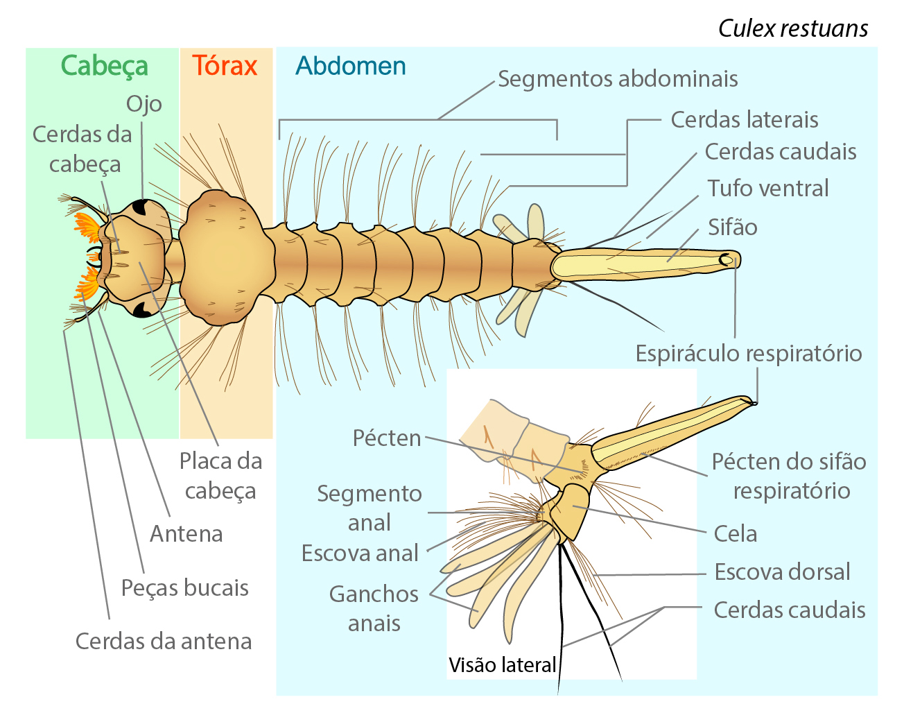 Ilustração legendada da anatomia externa de uma larva de mosquito