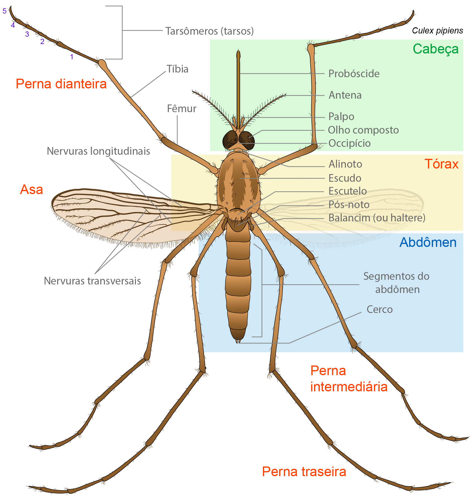 An image of external anatomy of mosquitoes