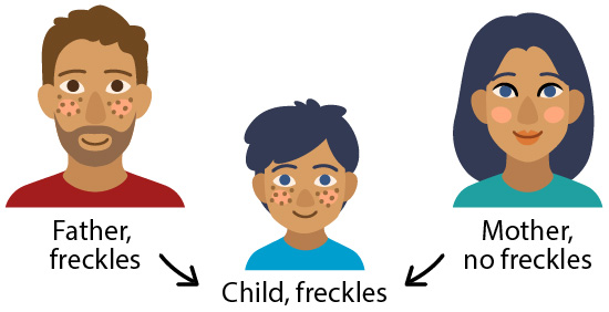 Freckles inheritance from parents to child