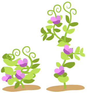 Tall and short pea plants with purple flowers