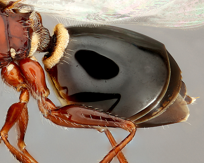 The waxy, shiny cuticle on a wasp's legs and abdomen.