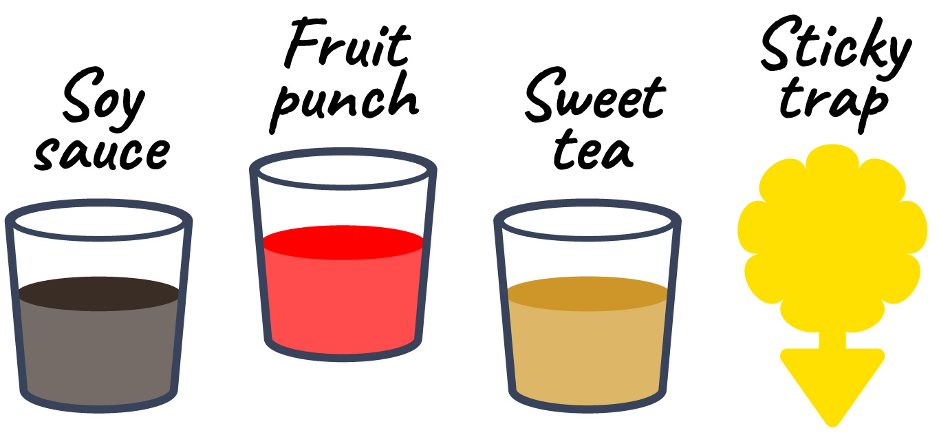 Treatment possibilities to test: soy sauce, fruit punch, sweet tea, and sticky traps.
