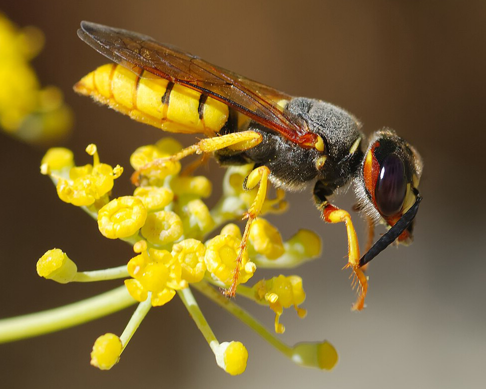 A bee-hunting wasp that is a host to a parasitic wasp.