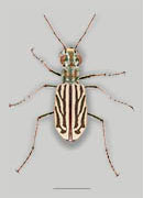 White Sand Tiger Beetle image