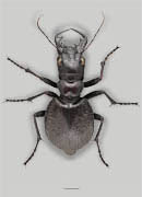 Broad-winged Manticora image
