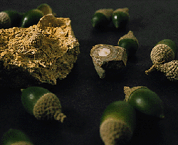 Ancient fossil acorns surrounded by their modern descendants. fossilised acorns