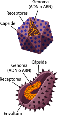 estructura del virus