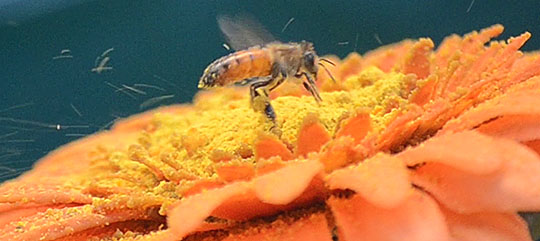 Honey bee kicks up pollen from a flower. Notice the pollen captured on the hind legs. Image by Christopher M. Jernigan. Honey bee kicks up pollen from a flower while it is out collecting.