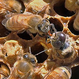 Honey bee female worker feeding an emerging male (drone) bee.
