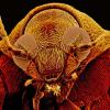 Winner: Seed Beetle