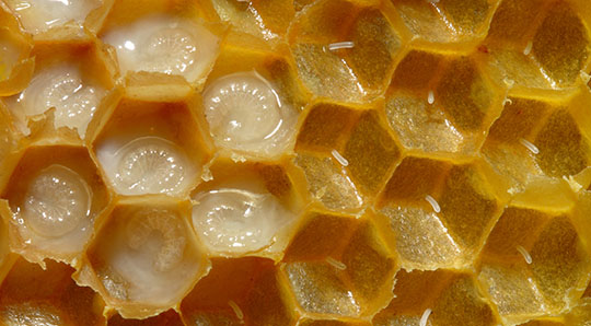 In the top left corner you can see young bee larvae in their cells eating royal jelly as they grow. In the rest of the cells you can see rice grain-like honey bee eggs recently laid by the queen. Image by Waugsberg via Wikimedia Commons. Looking inside a honey bee comb. The larve are seen in liquid royal jelly and the smaller eggs are on the right side.