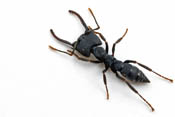 Ant image