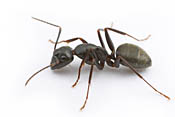 <em>Camponotus pennsylvanicus</em> - Black Carpenter Ant<br />&copy;Alex Wild