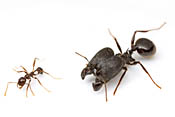 <em>Pheidole rhea</em> - No Common Name<br />&copy;Alex Wild