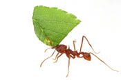 Acromyrmex versicolor