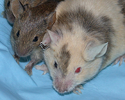 Three mice on a blue blanket. The mouse on the right has one red eye and one black eye, showing that it is a chimera.