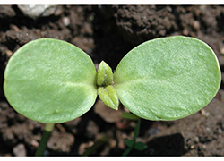 The sprout of a sunflower