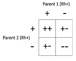 A square diagram with four boxes filled with "+" and "-" symbols, which represent having the Rh positive blood type or not.