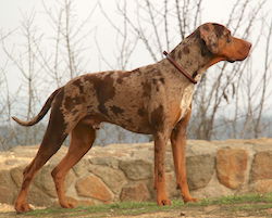 Catahoula leopard dog