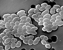 Vancomycin-resistant Enterococci