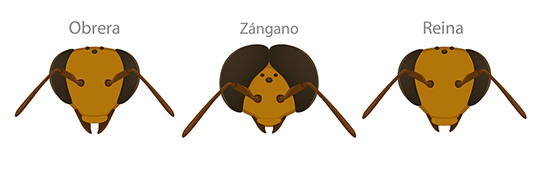 Cabezas de abejas de obrera, zangano, y reina.