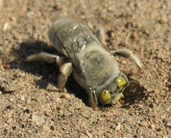 Digger bee, Centris pallida, beginning a burrow.