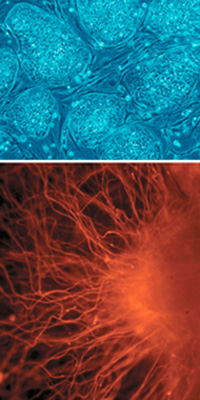 stem cells image