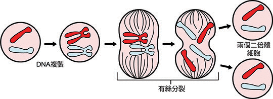 Mitosis