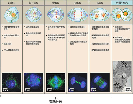有絲分裂細胞週期 Mitosis cell cycle