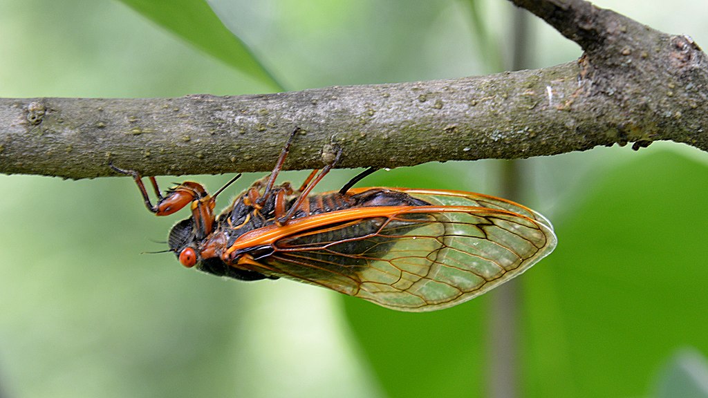Female cicada laying eggs in a tree branch
