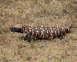 Gila monster foraging