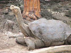 Lonesome George in profile.