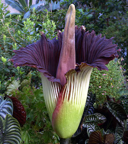 Corpse flower