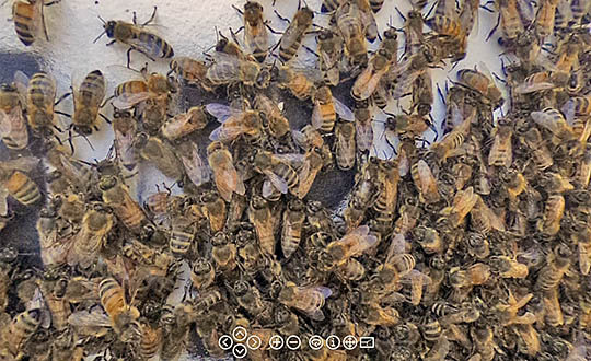 Click to view the virtual beehive. Note that video links in this tour are hosted on Vimeo. Honey bee hive 360 VR