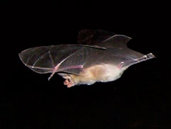 pallid bat