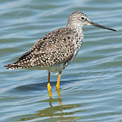 Greater Yellowlegs thumbnail