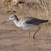 bird-image