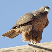 bird-image