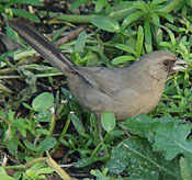 Abert's Towhee thumbnail