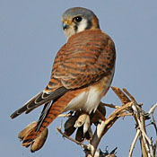 bird-image