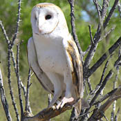 Barn Owl thumbnail