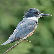 bird-image