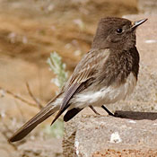 bird-image