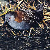 Black Rail thumbnail