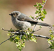 Bushtit thumbnail