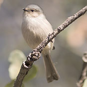 bird-image