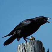 Chihuahuan Raven thumbnail