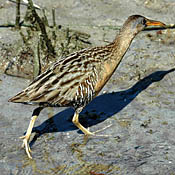 Clapper Rail thumbnail